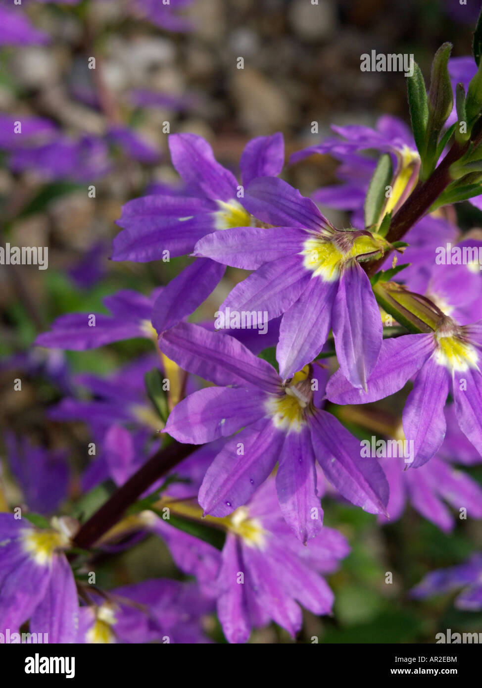 Fan de fées-fleurs (Scaevola aemula) Banque D'Images