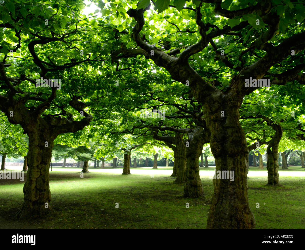 Plan commun (Platanus x hispanica) Banque D'Images