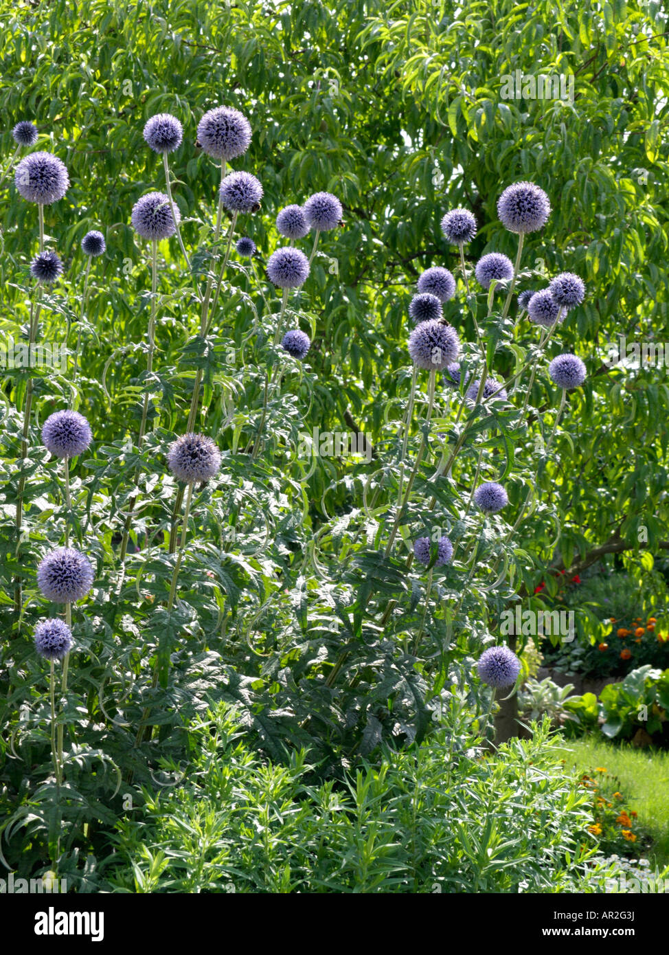 Grand globe thistle (Nepeta faassenii) Banque D'Images