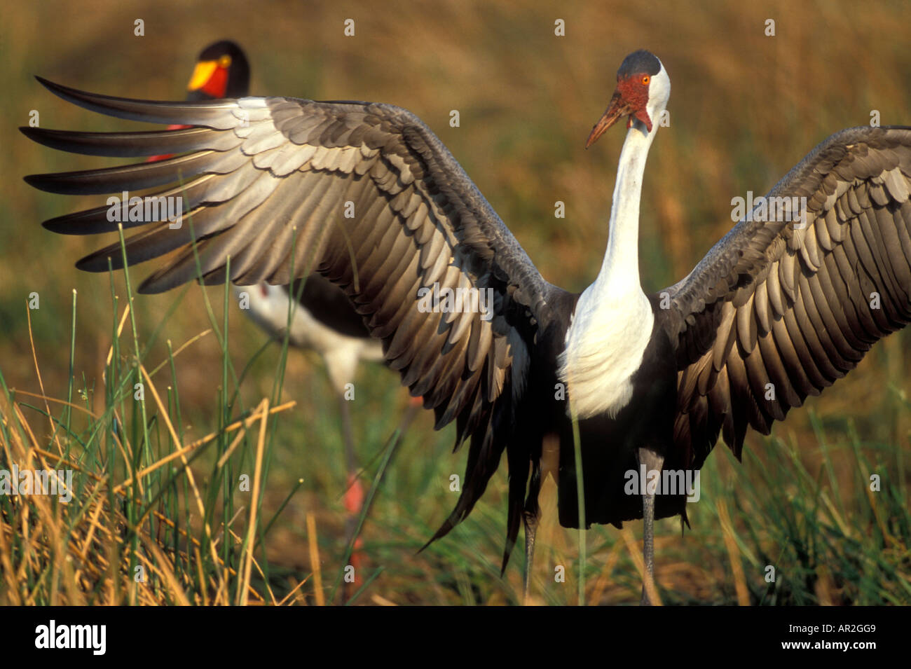 Afrique Botswana Moremi grue caronculée Bugeranus carunculatis Xakanaxa en toilettage près de Marsh à l'aube Banque D'Images