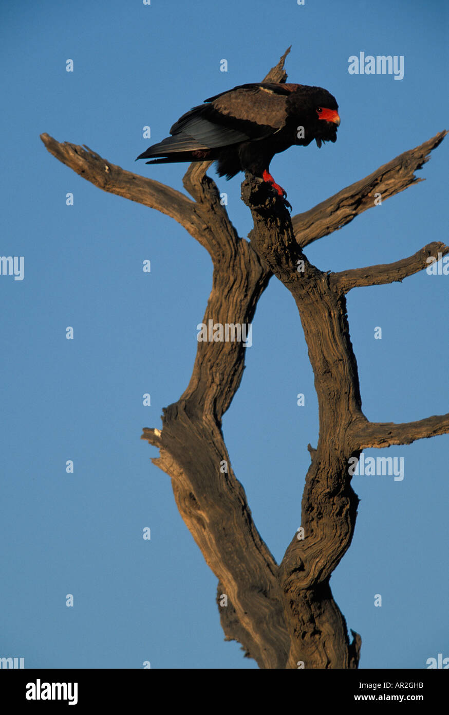 L'Afrique du Kgalagadi Transfrontier Park un Bateleur Terathopius ecaudatus rapaces africains on tree branch Banque D'Images