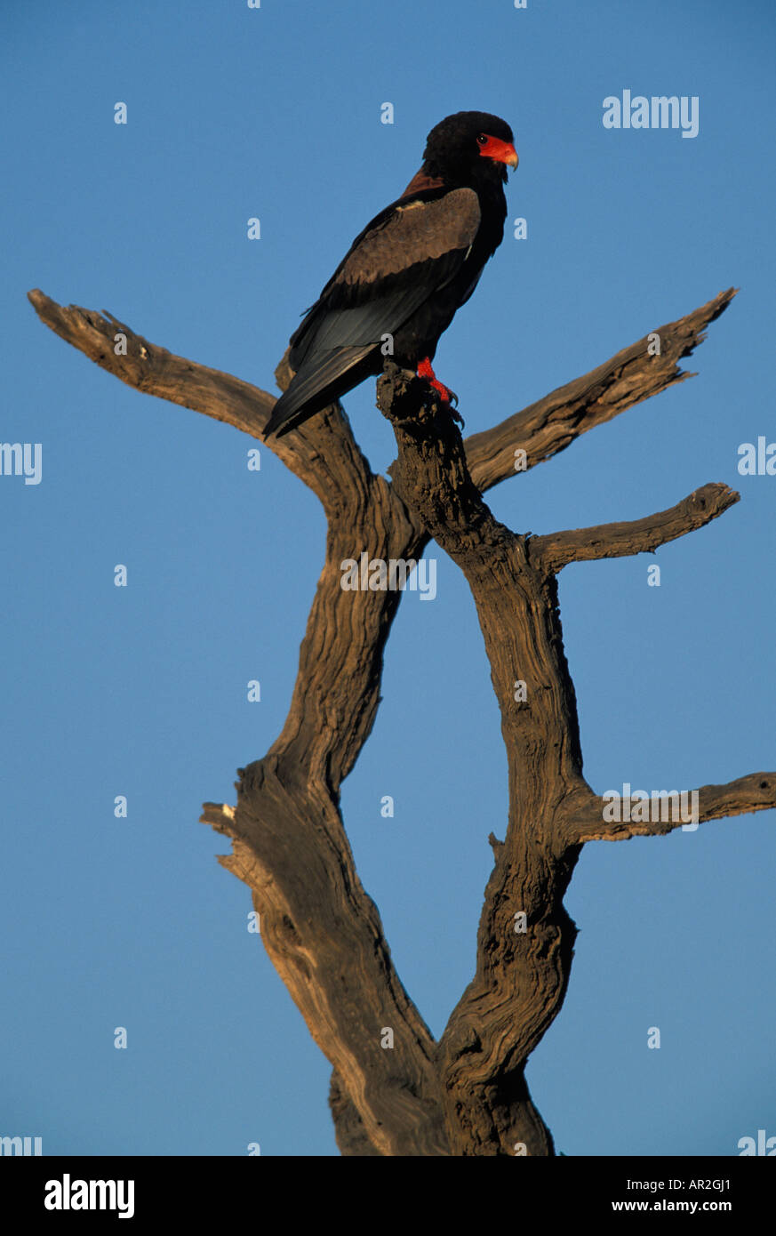 L'Afrique du Kgalagadi Transfrontier Park un Bateleur Terathopius ecaudatus rapaces africains on tree branch Banque D'Images