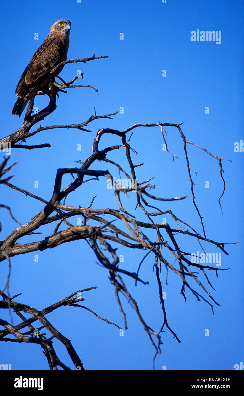 L'Afrique du Kgalagadi Transfrontier Park à poitrine Noire Blanche Turdus pectoralis dans désert du Kalahari Banque D'Images