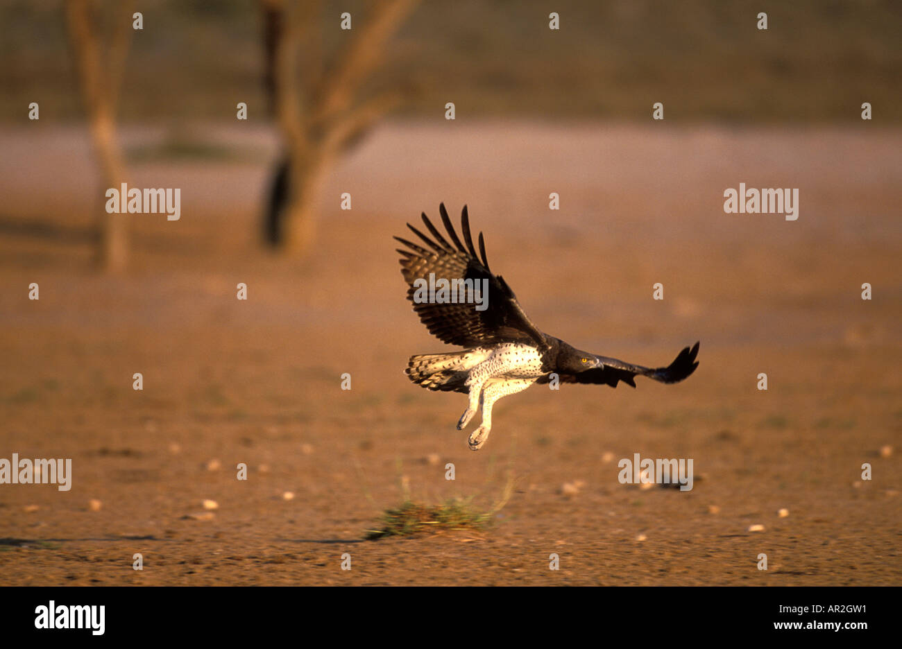 L'Afrique du Kgalagadi Transfrontier Park à poitrine Noire Blanche Turdus pectoralis vole au-dessus du désert du Kalahari Banque D'Images