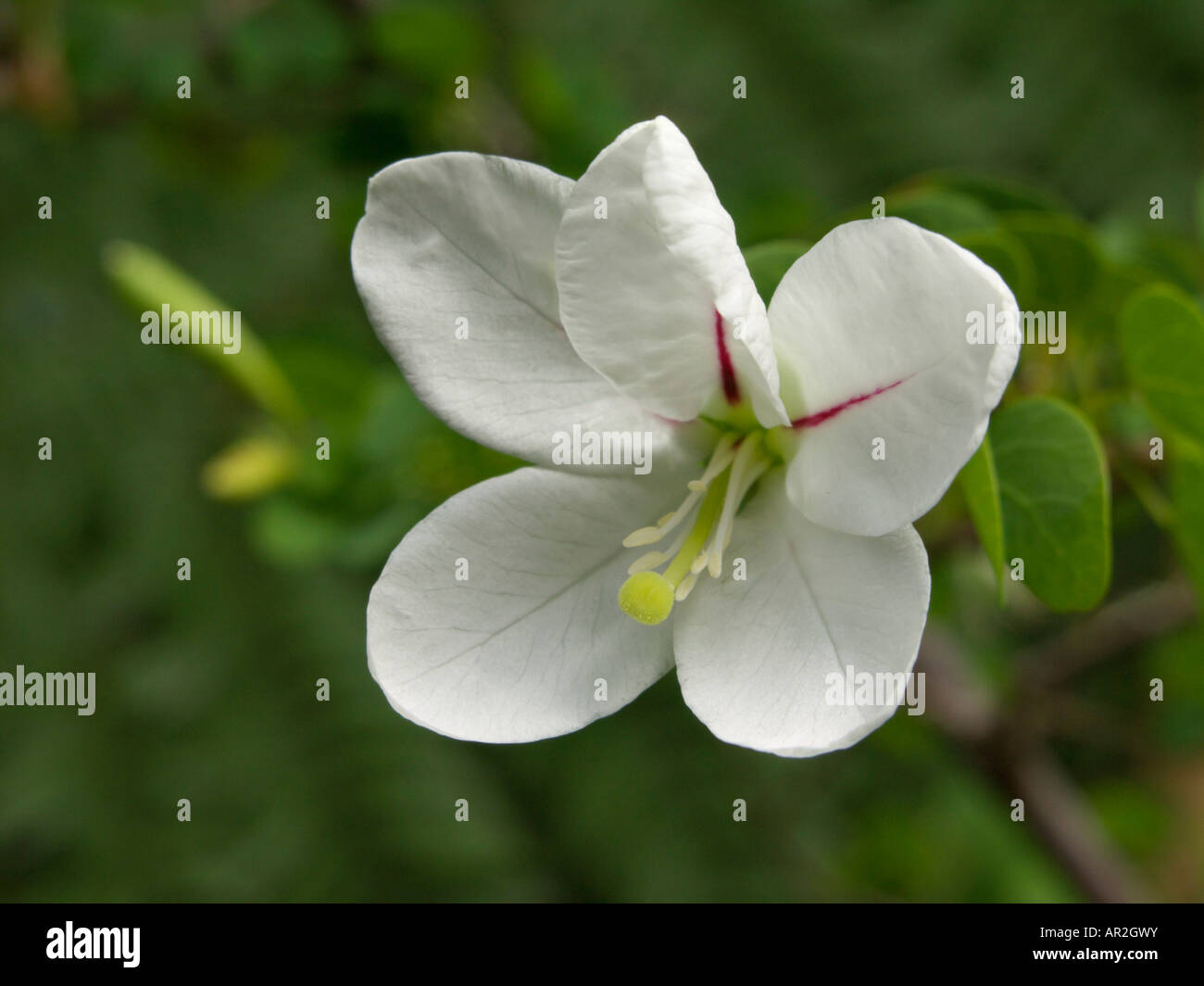 Natalensis bauhinia Banque D'Images