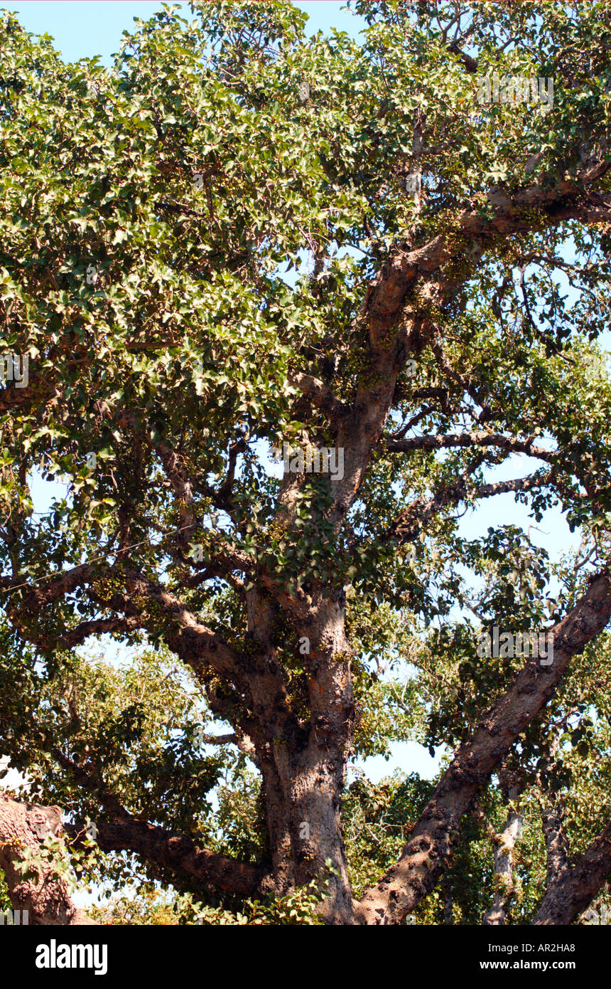 Sycamore fig Ficus damarensis Banque D'Images