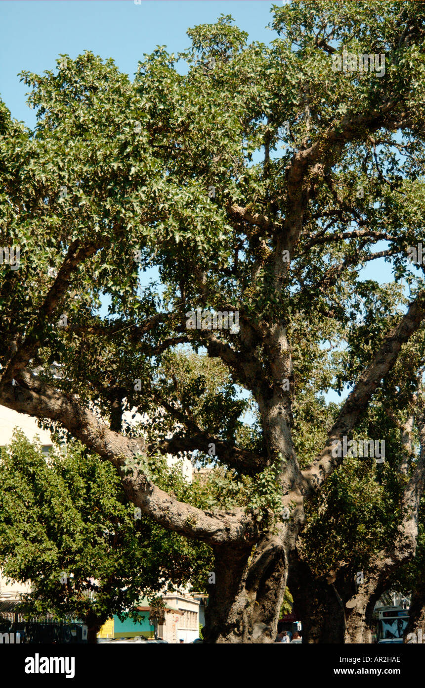 Sycamore fig Ficus damarensis Banque D'Images