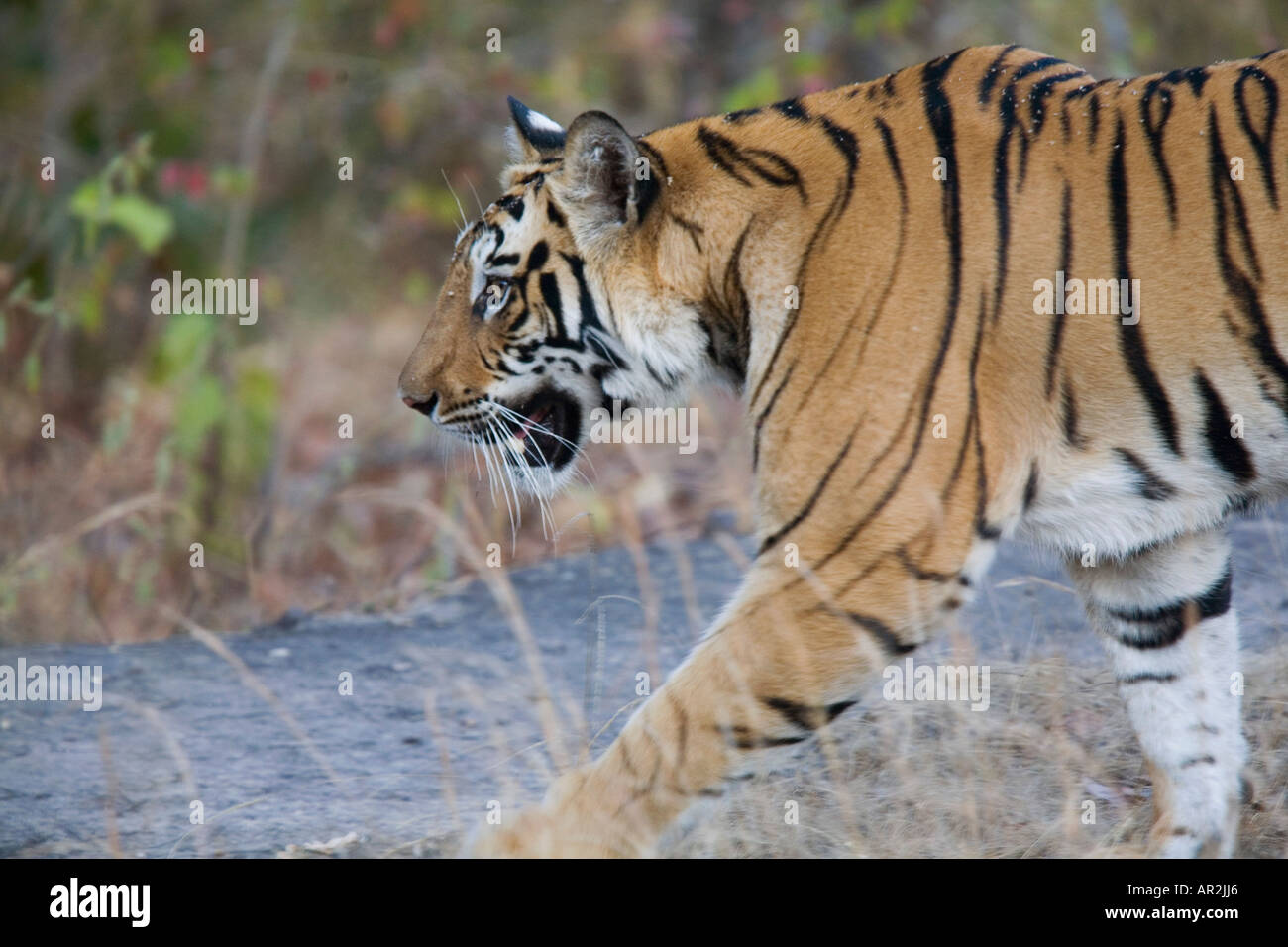 Harcèlement criminel tigre Banque D'Images