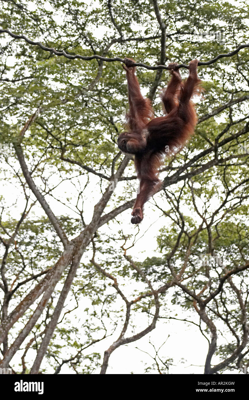 L'orang-outan suspendues à des arbres adultes Banque D'Images