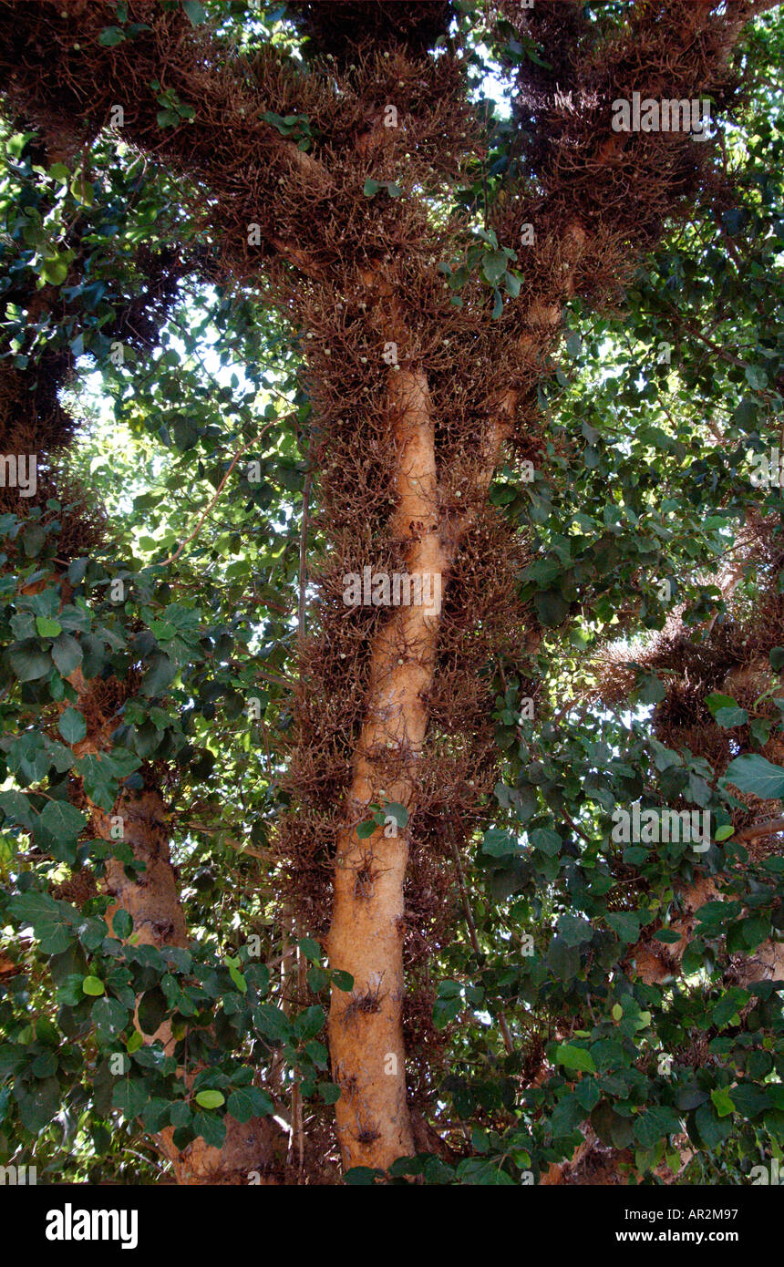 Sycamore fig Ficus damarensis Banque D'Images
