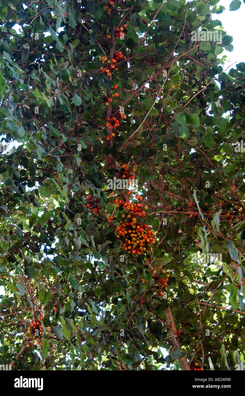 Sycamore fig Ficus damarensis Banque D'Images