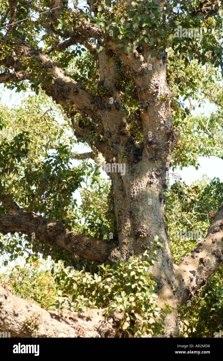 Sycamore fig Ficus damarensis Banque D'Images