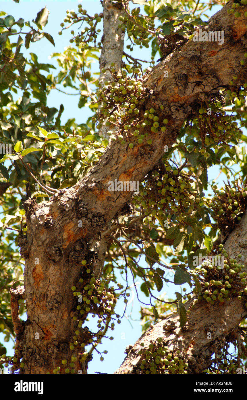 Sycamore fig Ficus damarensis Banque D'Images