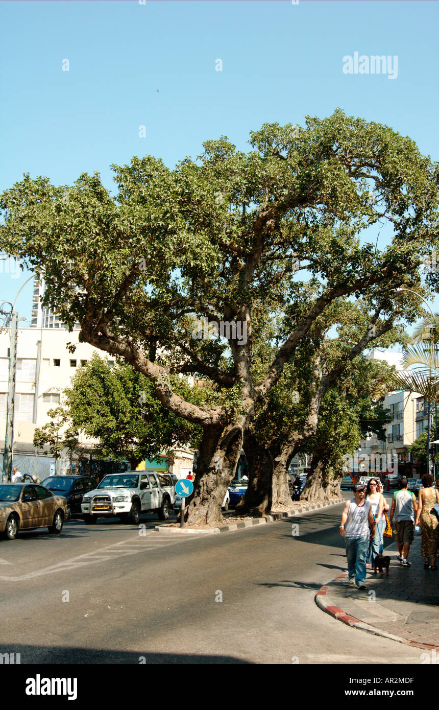 Sycamore fig Ficus damarensis Banque D'Images