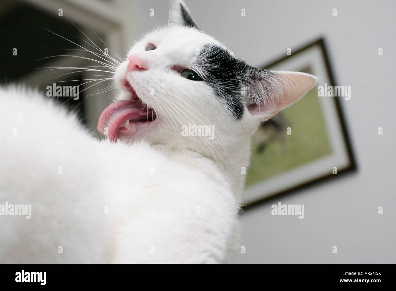 Chat qui fait sa toilette Banque de photographies et d’images à haute résolution Alamy