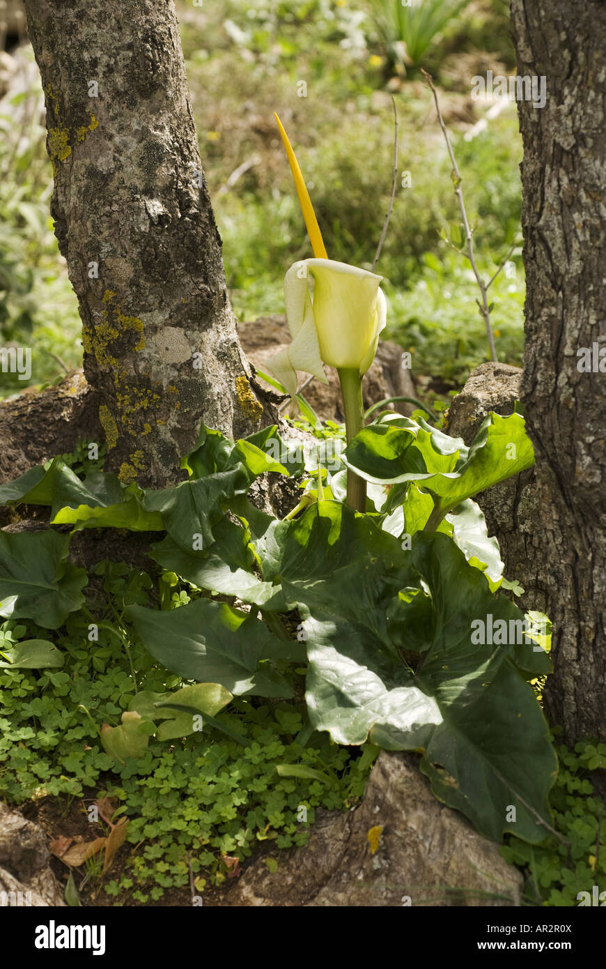 Arum creticum arum (Crète), la floraison, la Grèce, l'Krpathos Banque D'Images