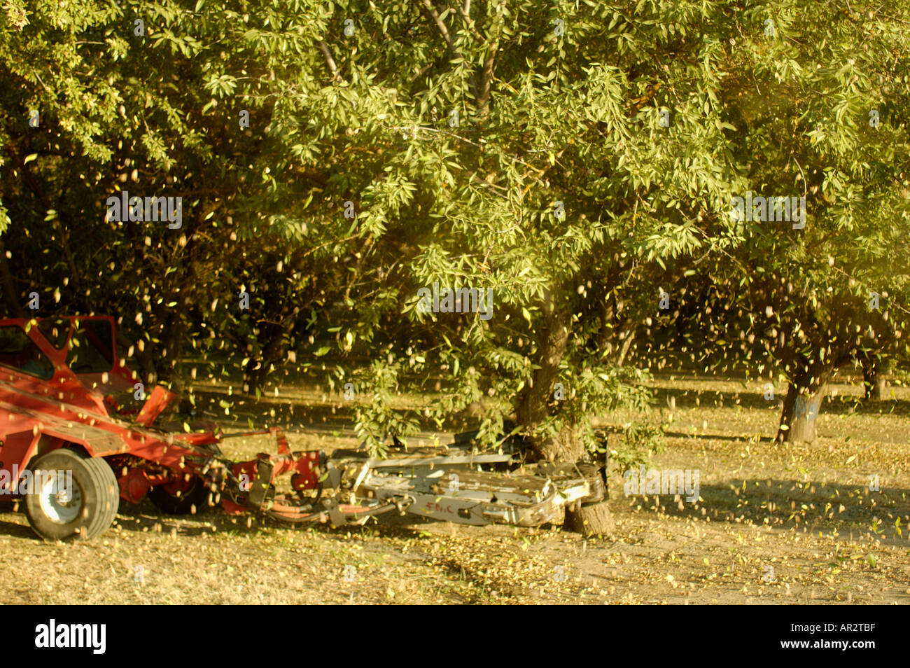 Le tracteur de la récolte des arbres d'amandes d'agitation Banque D'Images