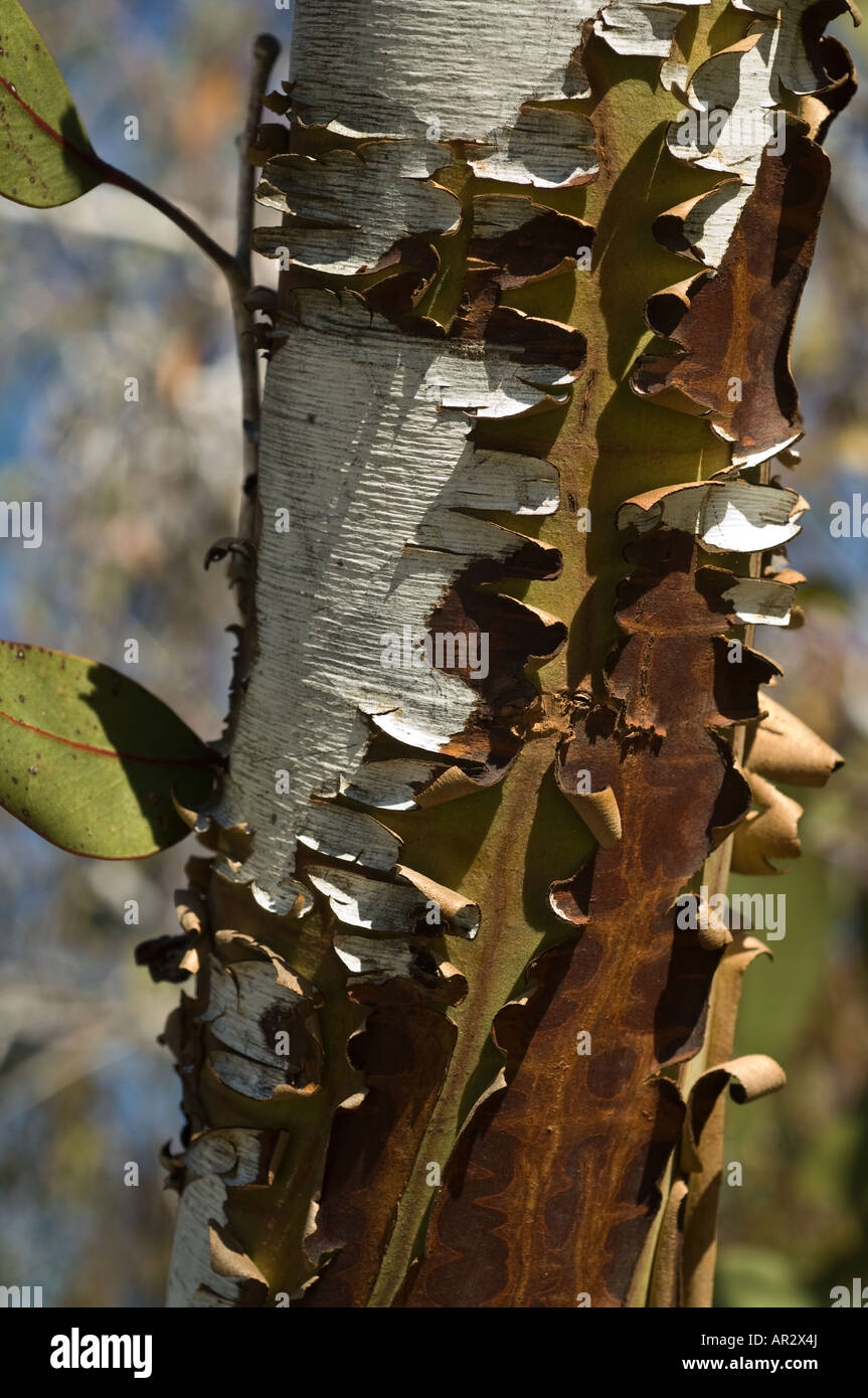Eucalyptus caesia Princesse argent subsp magna endémique à la région de l'ouest de l'Australie de Wheatbelt de près de l'écorce Banque D'Images