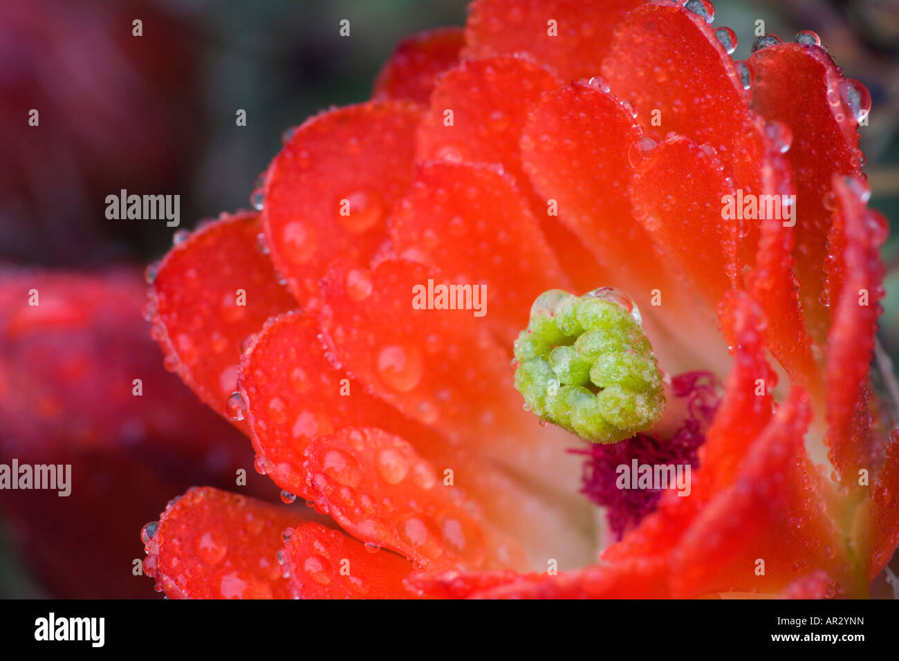 Claret Cup (cactus Echinocereus triglochidiatus), Parc National de Carlsbad Caverns, Nouveau-Mexique, USA Banque D'Images