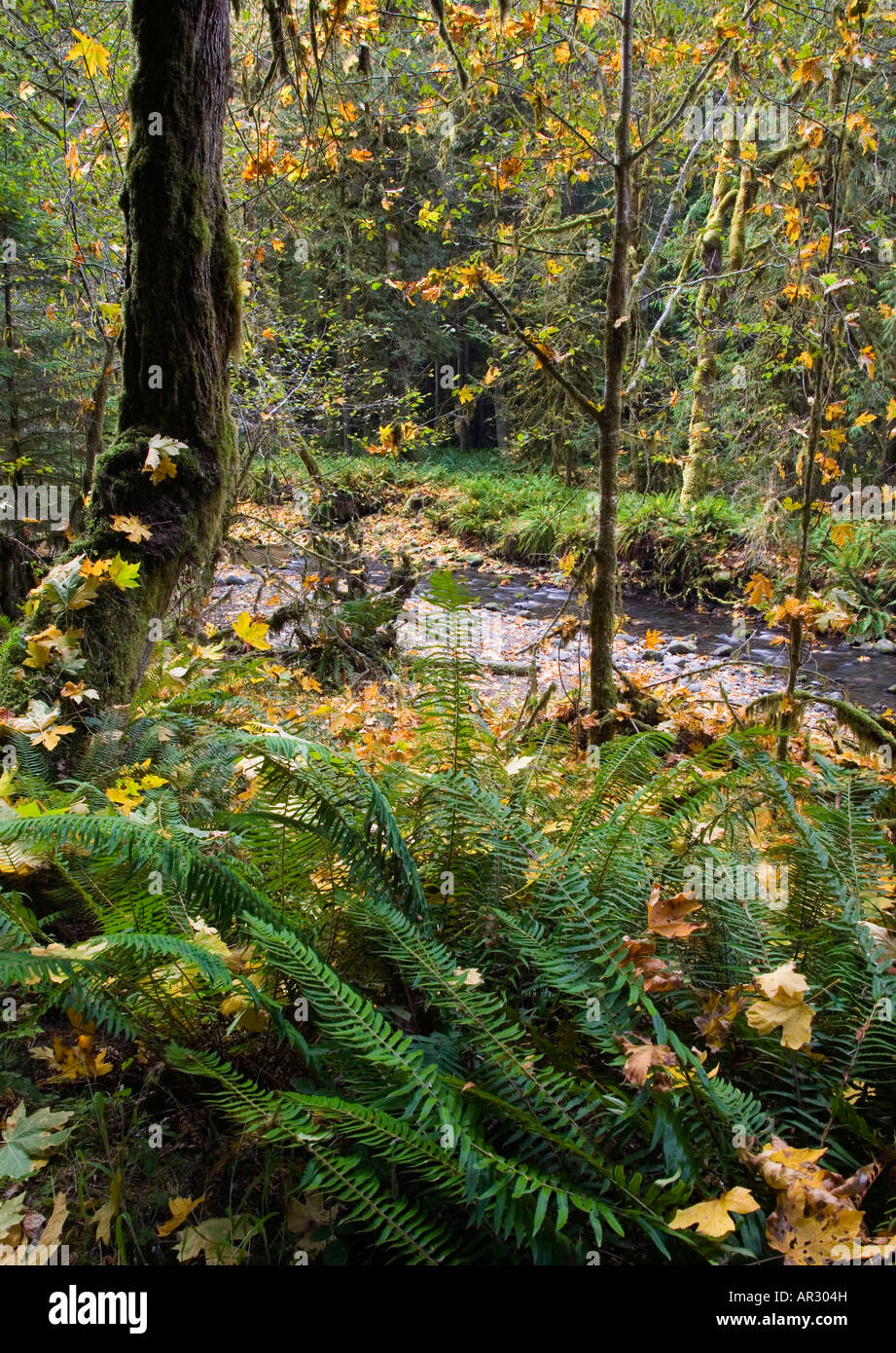 Barnes Creek dans la vieille forêt pluviale tempérée, Olympic National Park, Washington USA Banque D'Images