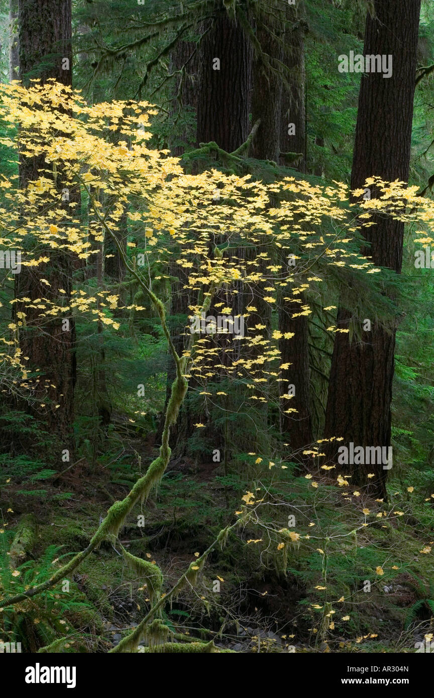 Vine maple, ancienne forêt pluviale tempérée en Sol Duc valley, Olympic National Park, Washington USA Banque D'Images