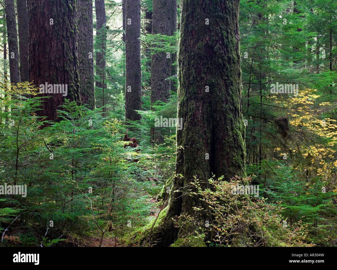 Vieille forêt pluviale tempérée en Sol Duc valley, Olympic National Park, Washington USA Banque D'Images