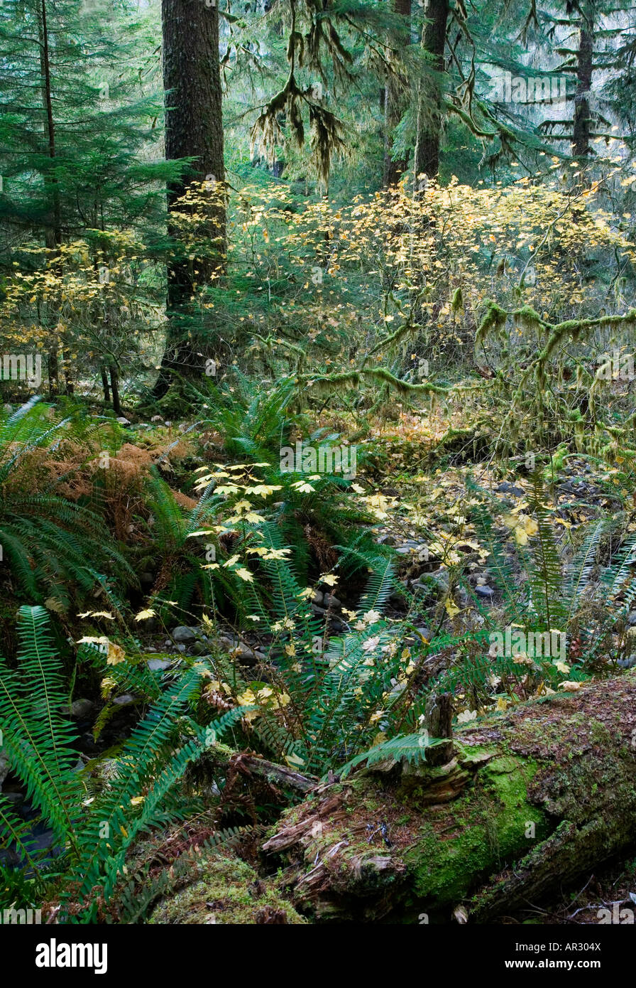 Vieille forêt pluviale tempérée en Sol Duc valley, Olympic National Park, Washington USA Banque D'Images