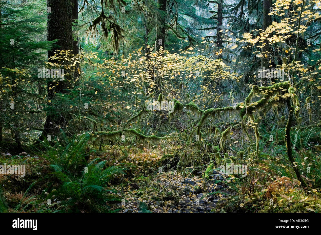 Vieille forêt pluviale tempérée en Sol Duc valley, Olympic National Park, Washington USA Banque D'Images