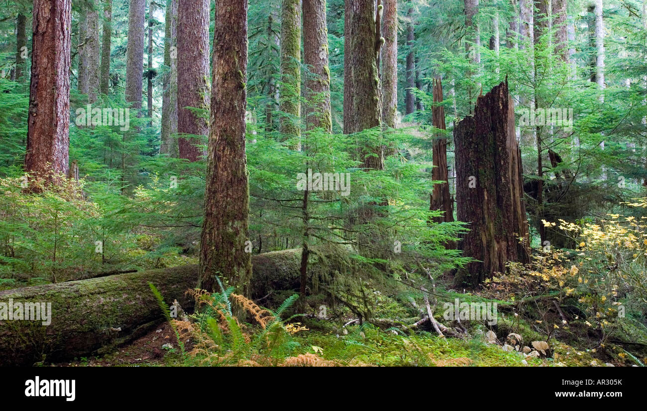 Vieille forêt pluviale tempérée en Sol Duc valley, Olympic National Park, Washington USA Banque D'Images
