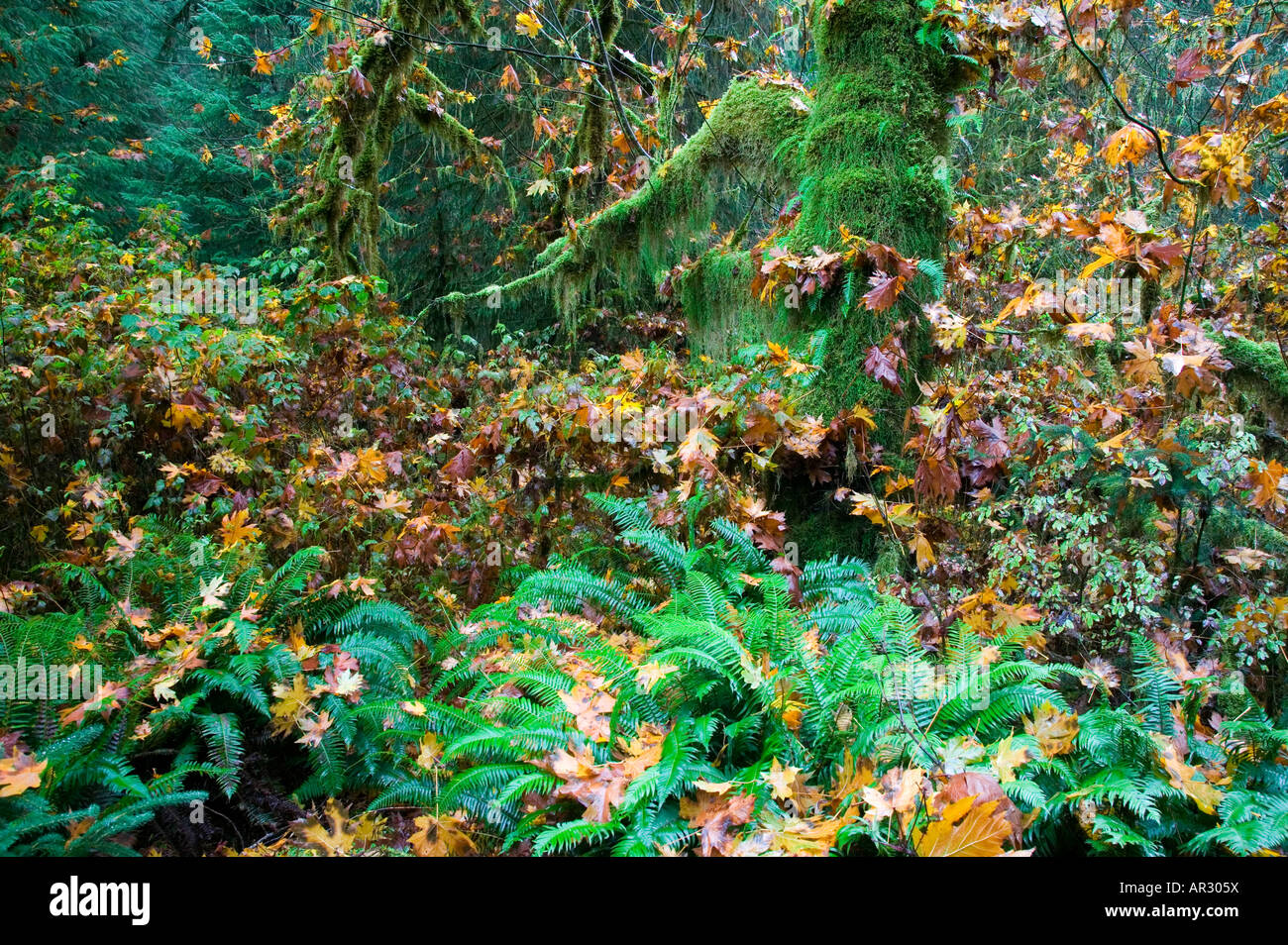 Hoh Rain Forest (une ancienne forêt pluviale tempérée), Olympic National Park, Washington USA Banque D'Images