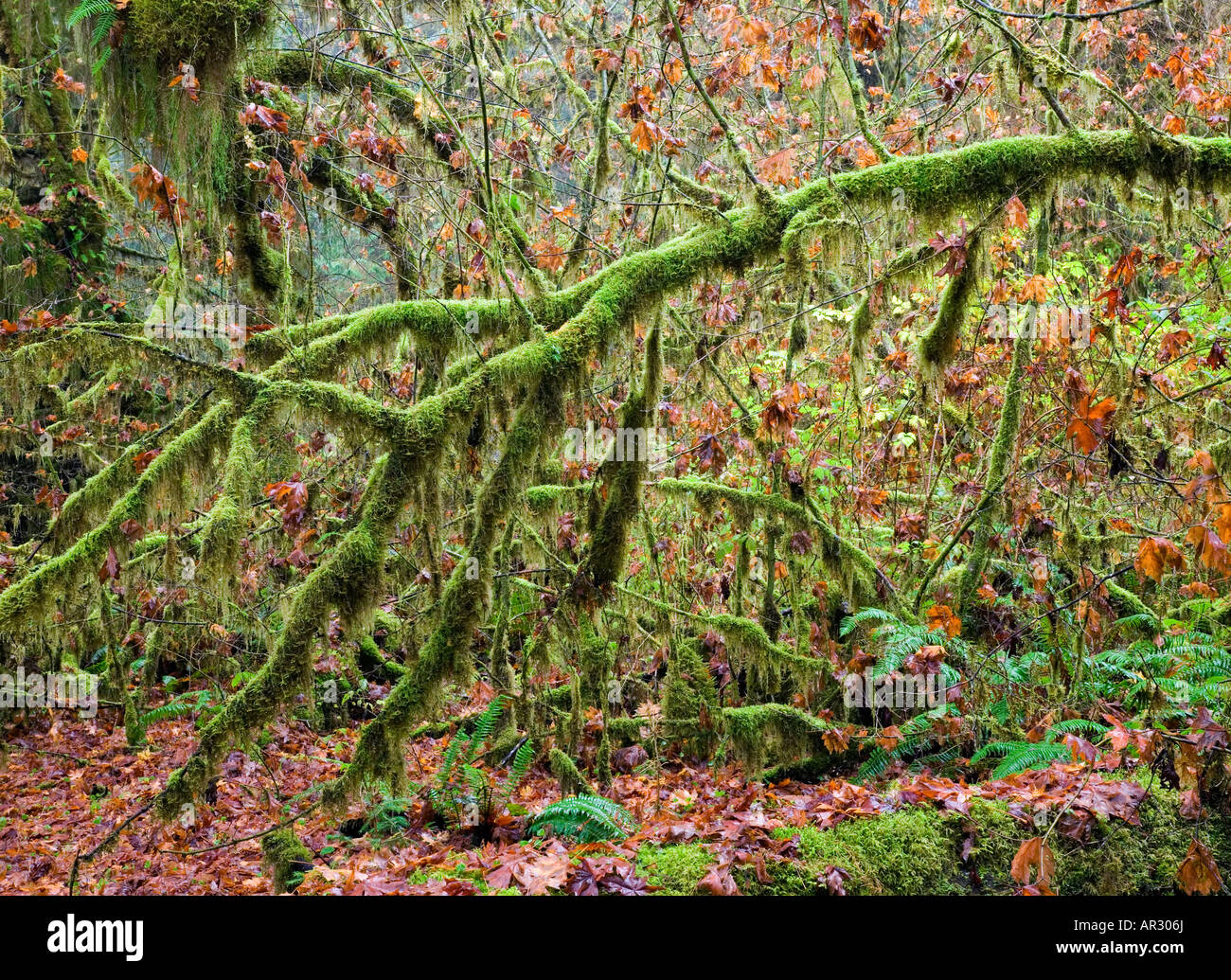 Hoh Rain Forest (une ancienne forêt pluviale tempérée), Olympic National Park, Washington USA Banque D'Images