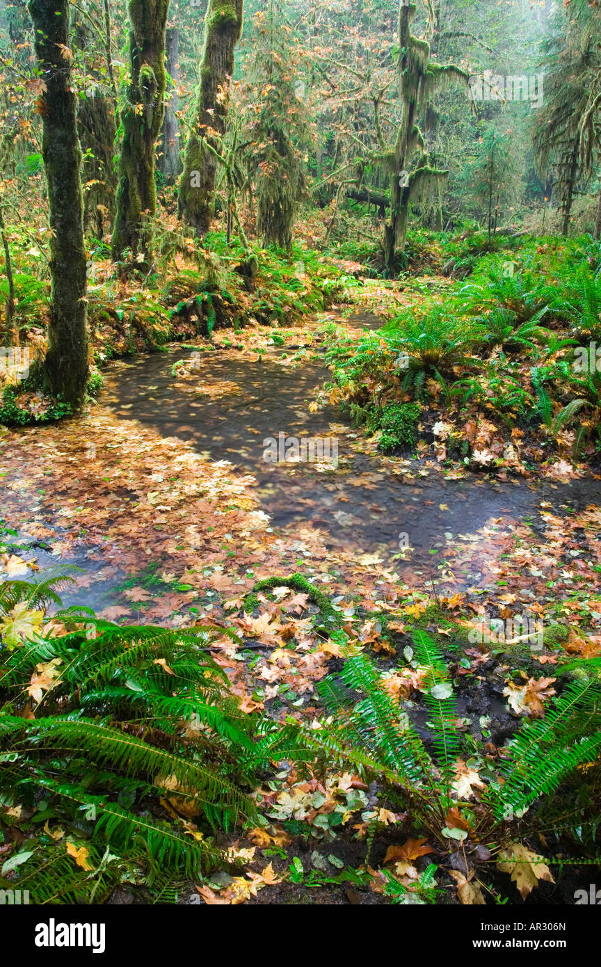 Taft Creek en Hoh Rain Forest (une ancienne forêt pluviale tempérée), Olympic National Park, Washington USA Banque D'Images