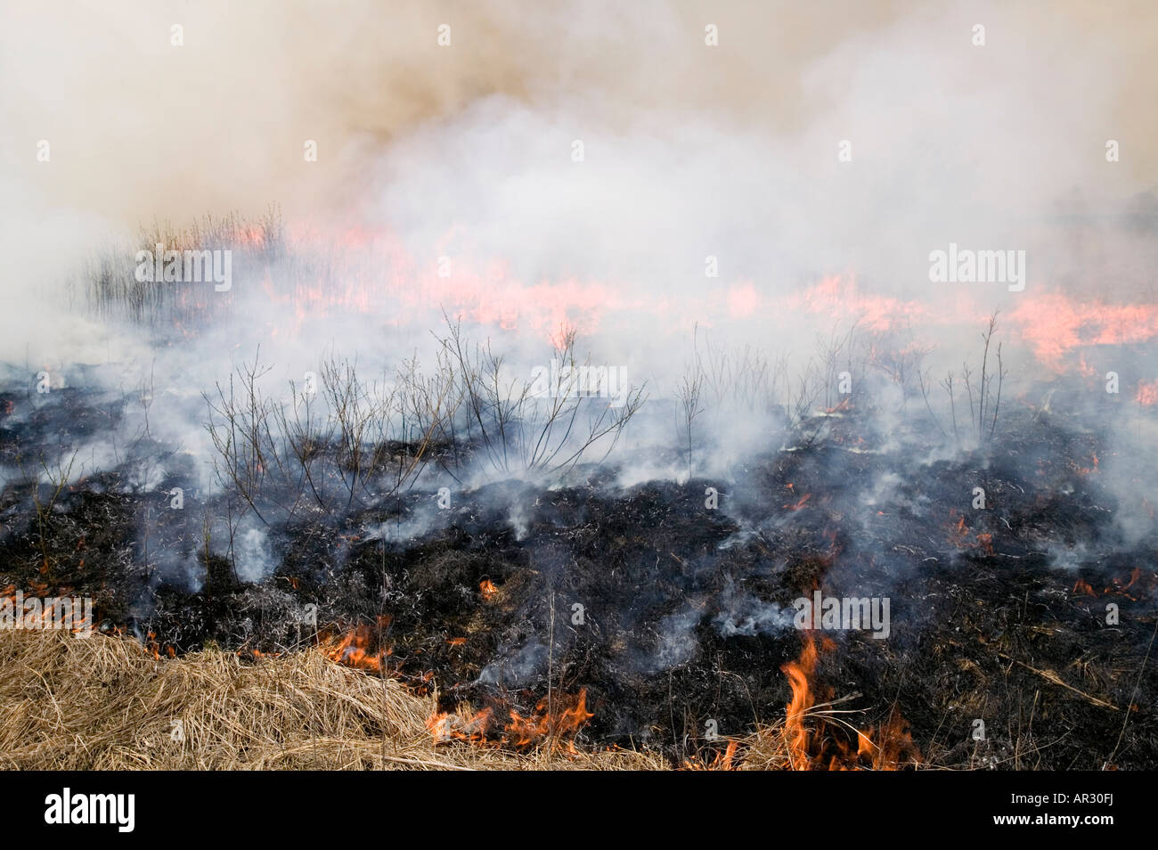 Brûlage contrôlé d'une prairie indigène, Howard County, Iowa USA Banque D'Images