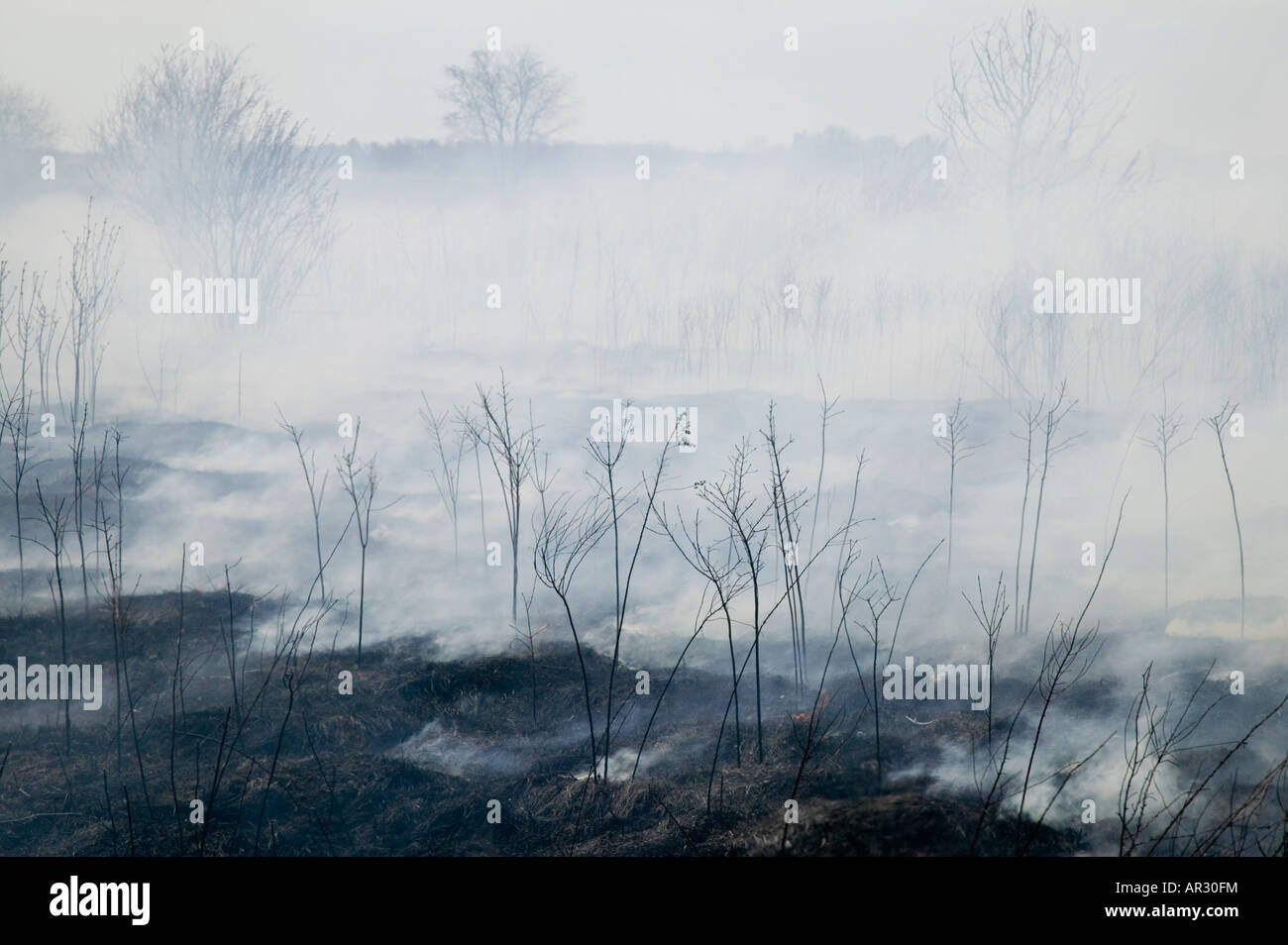 Brûlage contrôlé d'une prairie indigène, Howard County, Iowa USA Banque D'Images
