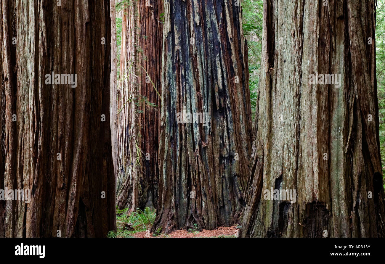 Redwood dans Stout Grove, Jedediah Smith Redwoods State Park, California, United States Banque D'Images