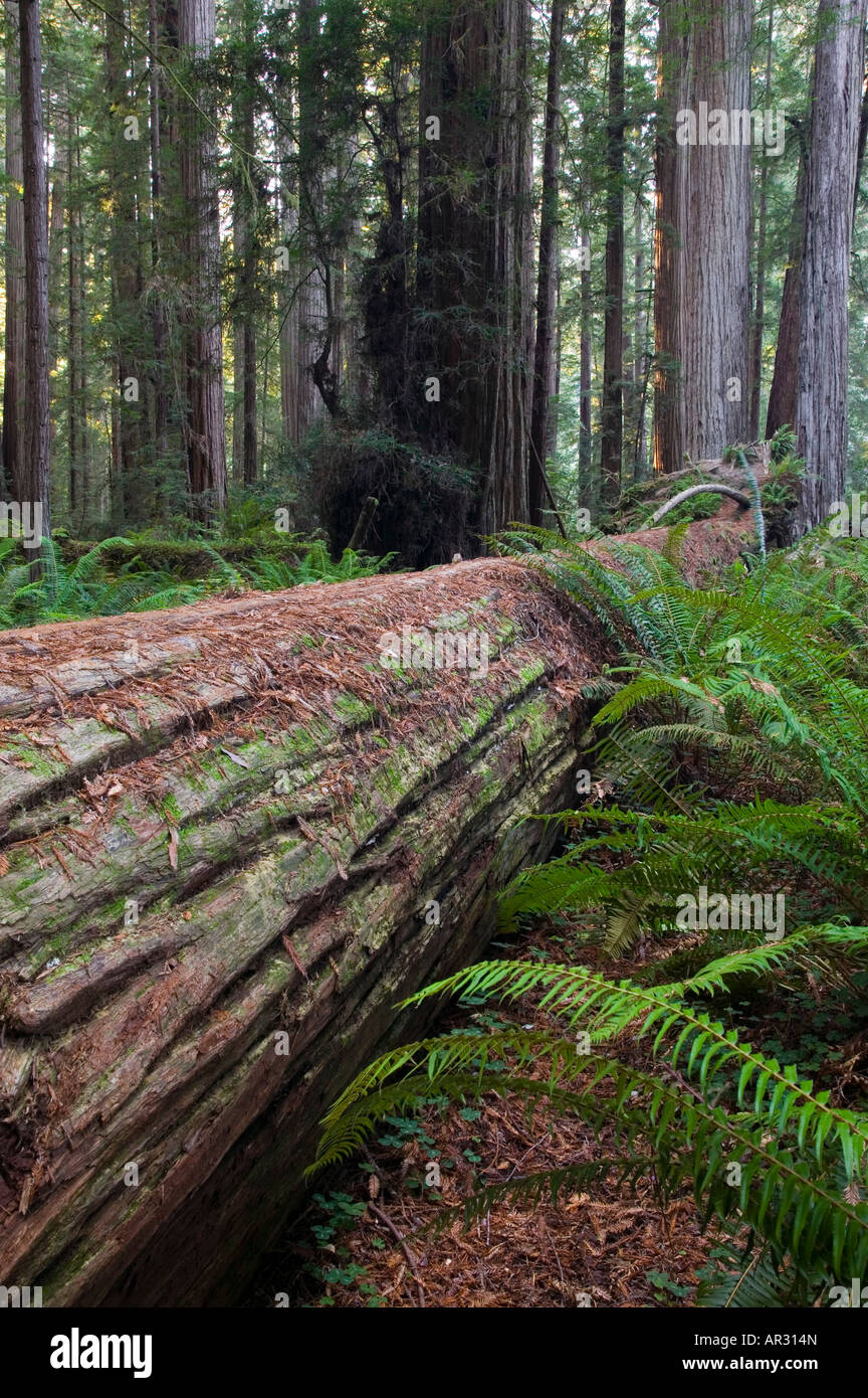 Redwood tree tombé dans Stout Grove, Jedediah Smith Redwoods State Park, California, United States Banque D'Images