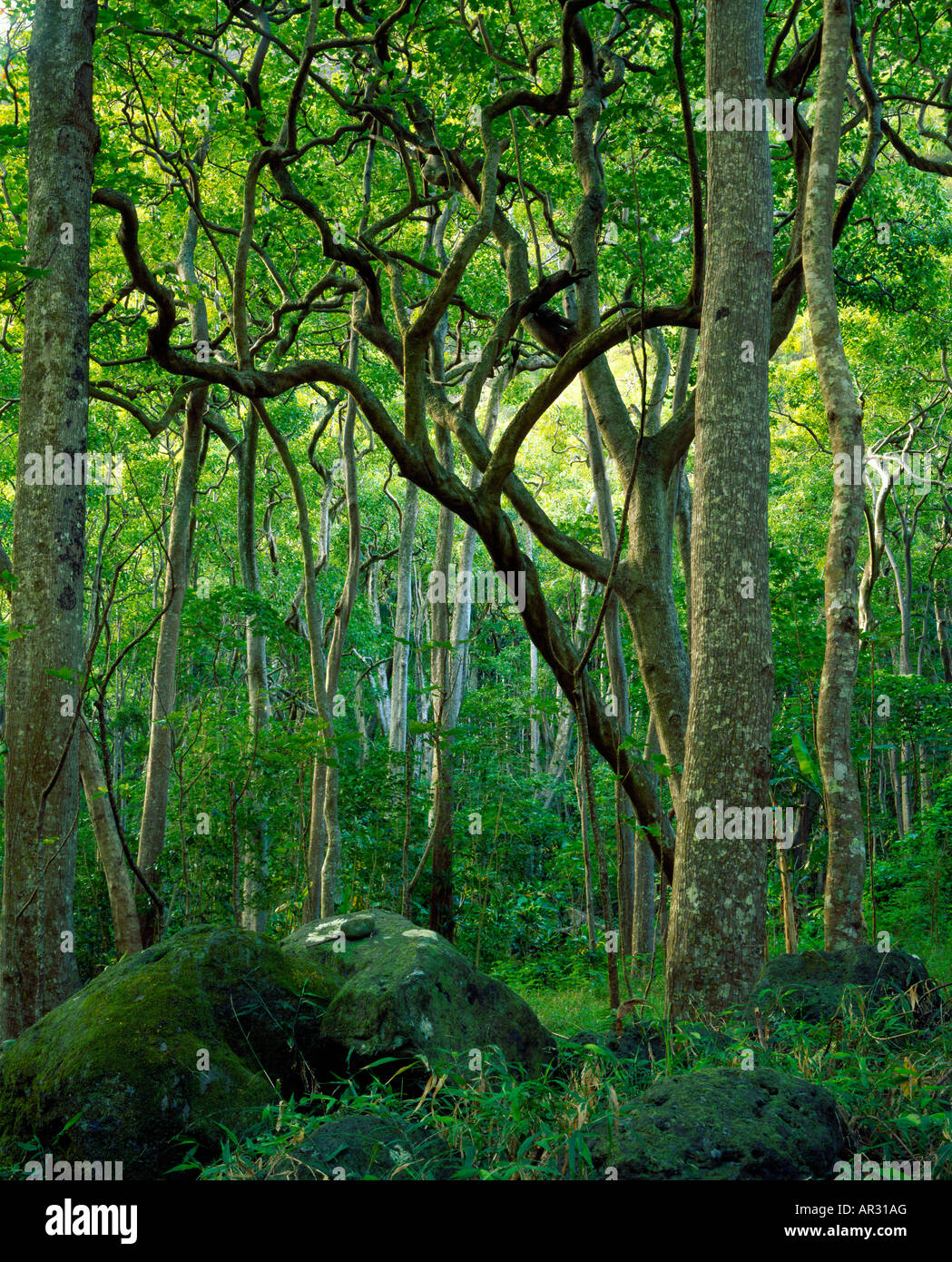 Arbres de kukui, New York Nature Centre, Maui, Hawaii USA Banque D'Images