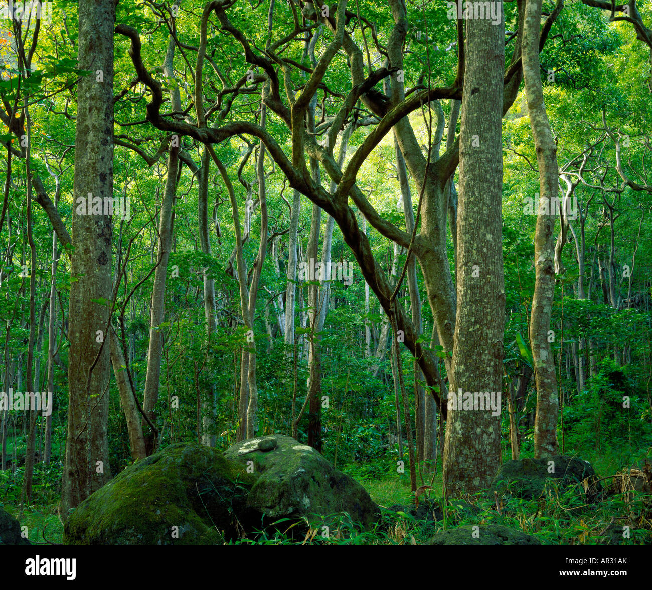 Arbres de kukui, New York Nature Centre, Maui, Hawaii USA Banque D'Images