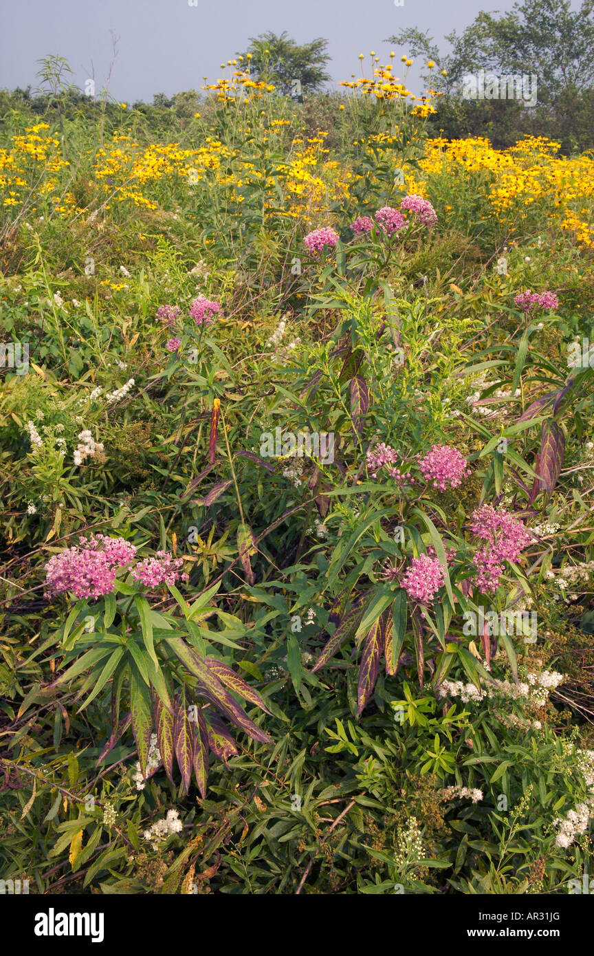 Maculée (Eupatorium maculatum) et parfumé d'échinacée (Rudbeckia subtomentosa) in native prairie humide, Iowa USA Banque D'Images