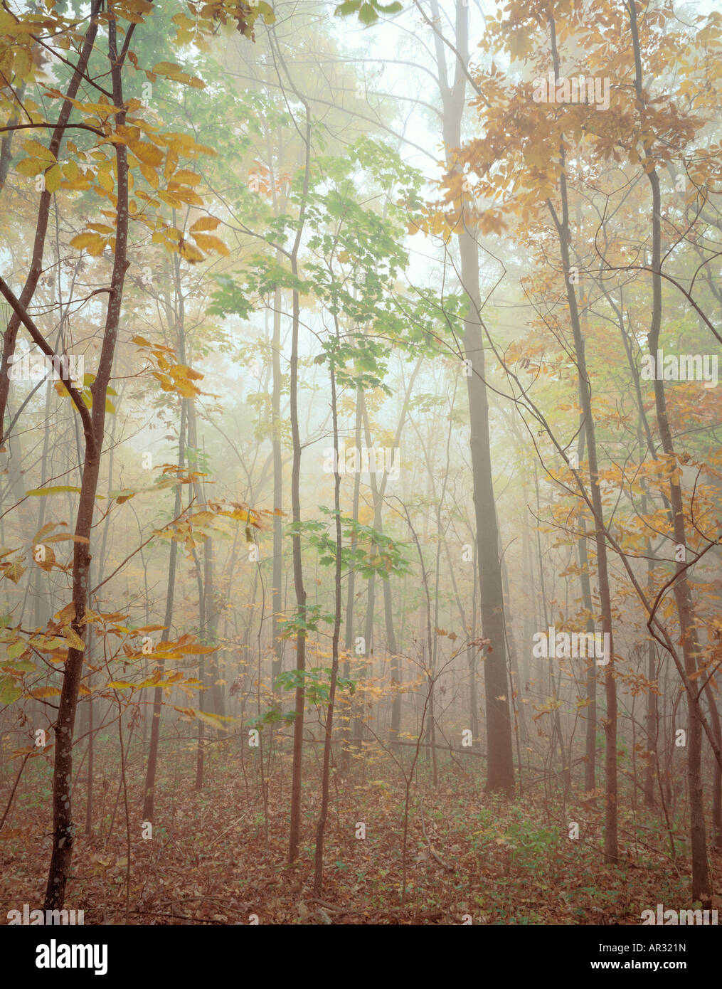 Les arbres d'automne dans le brouillard, 4610 State Park, Iowa USA Banque D'Images