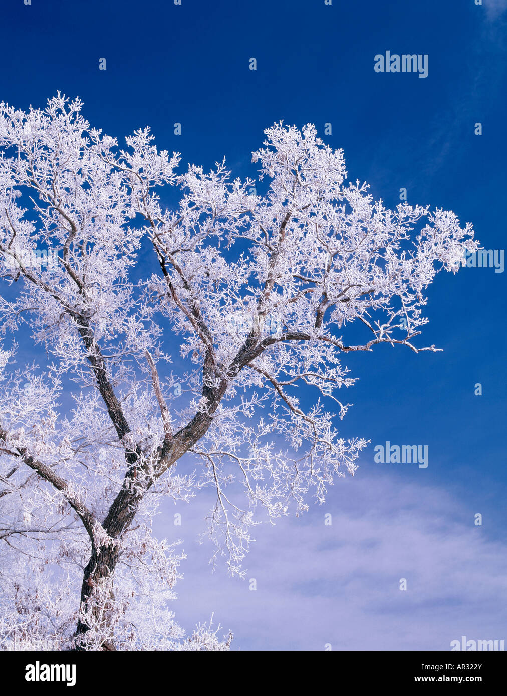 Givre sur l'arbre de chêne, Iowa USA Banque D'Images