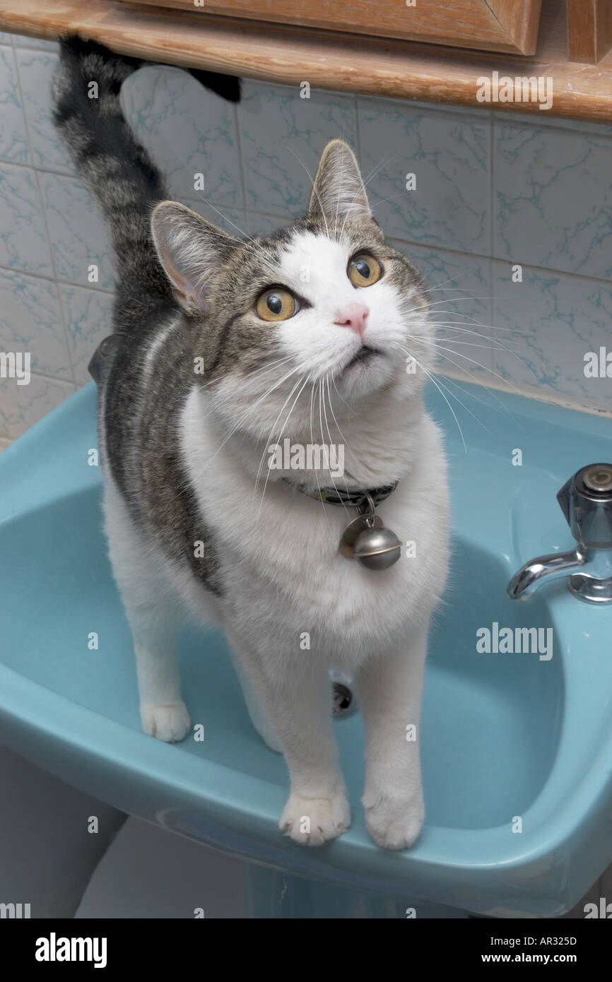 Moggie Gris Et Blanc Jeune Chat Debout Dans Le Lavabo D