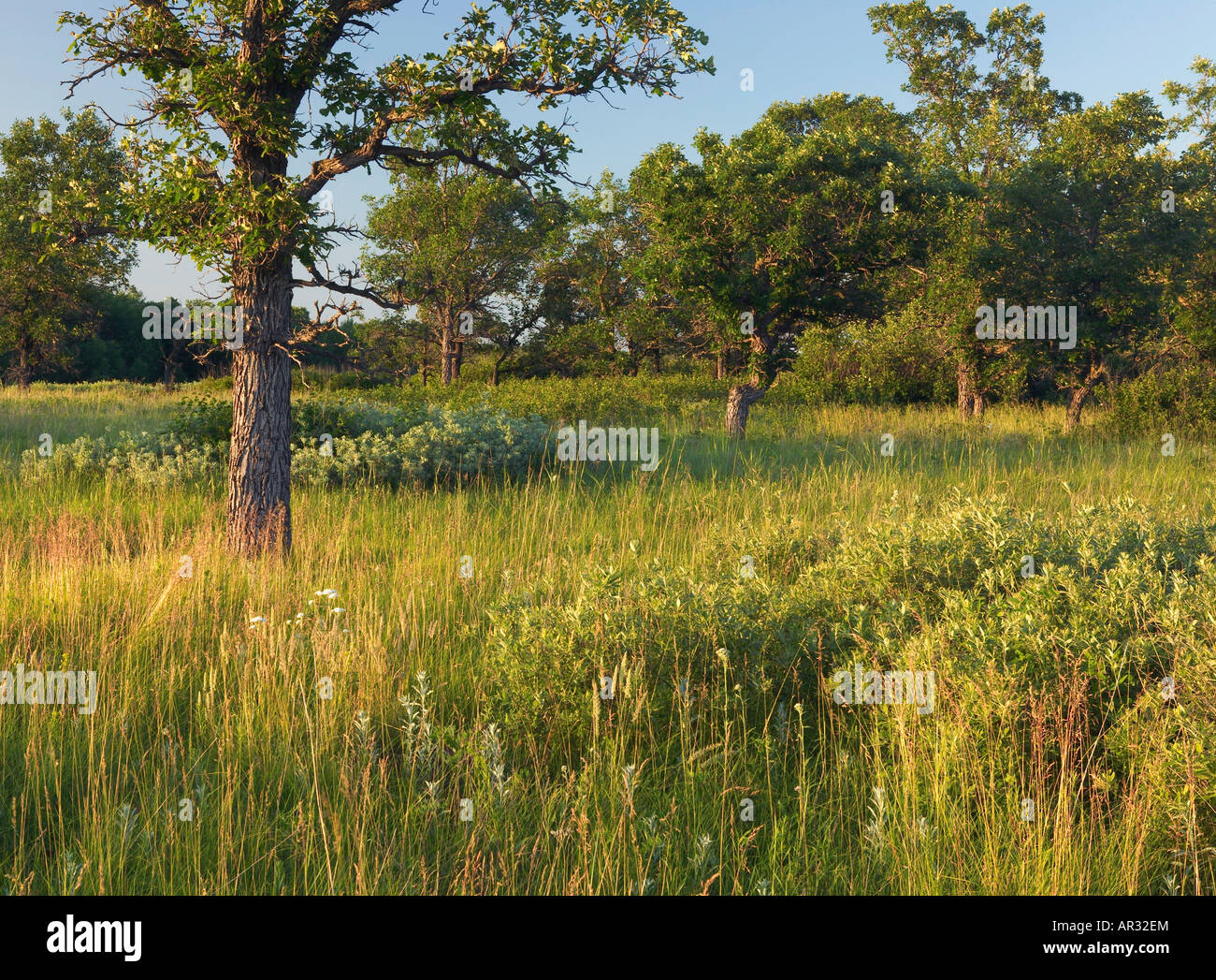 Le chêne savanna, Lake State Park, Bronson Kittson Comté, Minnesota USA Banque D'Images