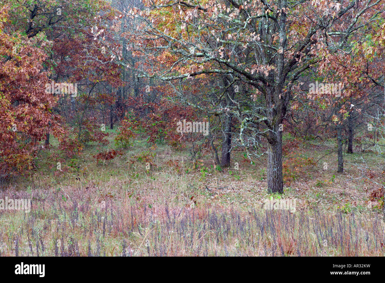 Savane à l'automne, Uncas, zone naturelle scientifique Dunes Dunes State Forest, Minnesota USA Banque D'Images