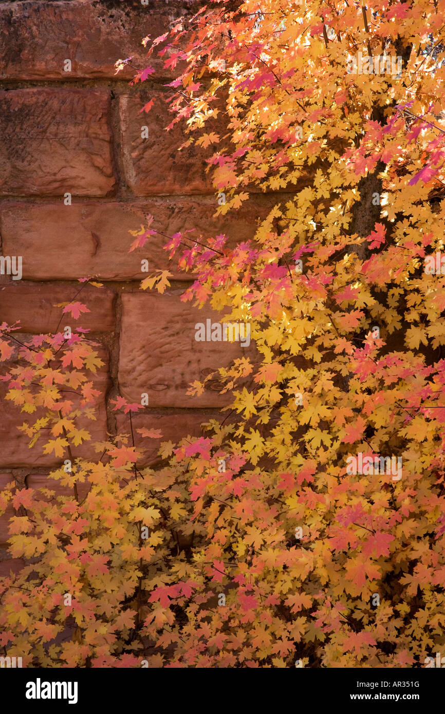 Couleurs d'automne près d'un pont historique Zion National Park Utah Banque D'Images