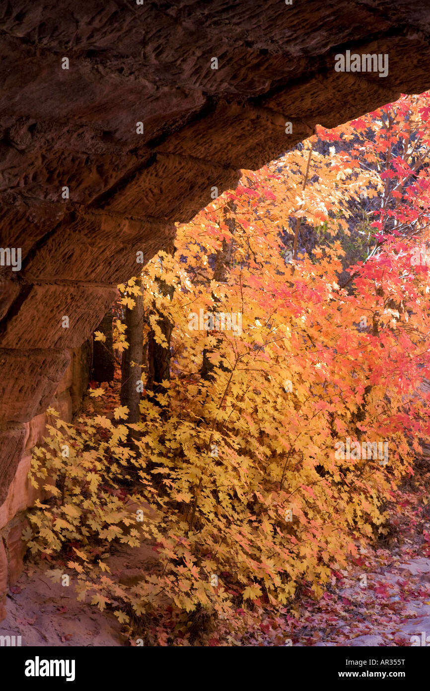 Couleurs d'automne près d'un pont historique Zion National Park Utah Banque D'Images