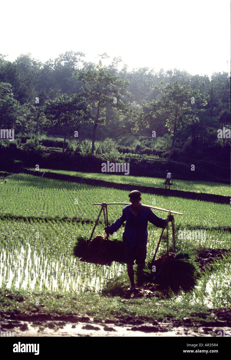 La Chine rurale ,homme portant des paniers de riz à travers ses épaules ...