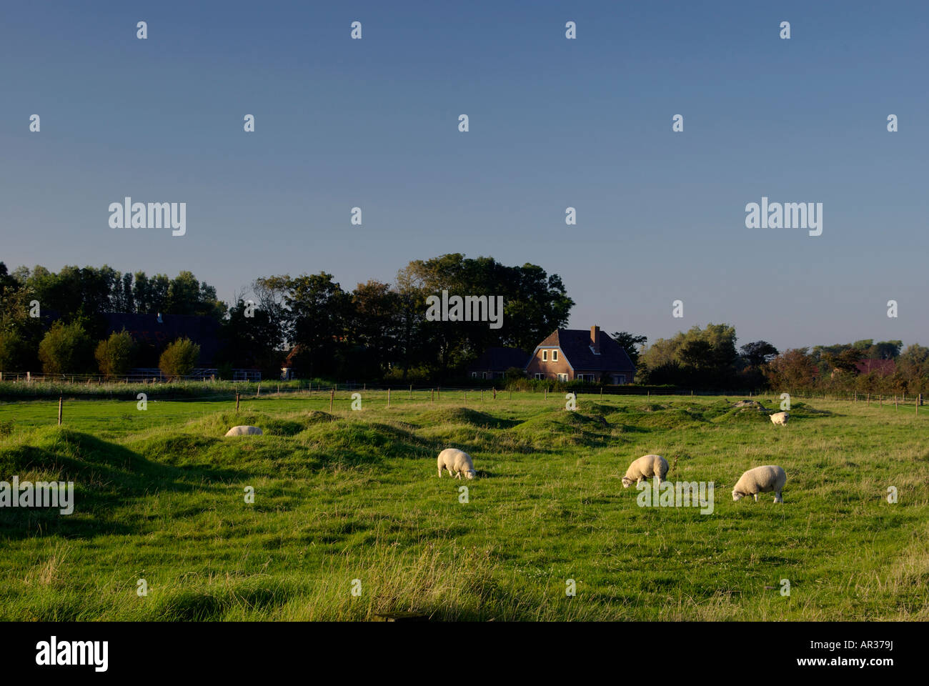 Des moutons paissant dans un pré par walcheren Domburg Zélande Hollande Pays-Bas Banque D'Images