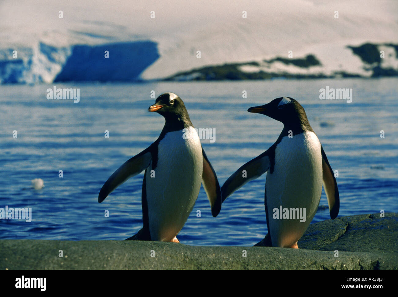 Deux amarous manchots sur le front de mer, Port Lockroy, Péninsule Antarctique, l'Antarctique Banque D'Images