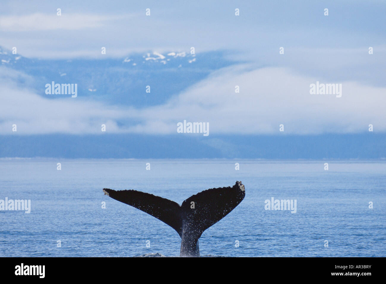 Une queue de baleine Banque D'Images